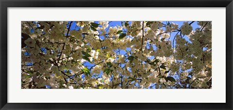 Framed Cherry Blossoms Riverside Park, Manhattan, New York City Print