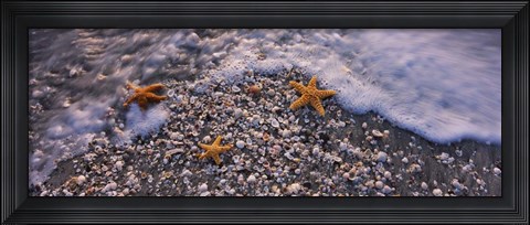 Framed Starfish on a Beach, Gulf Of Mexico, Florida Print