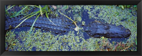 Framed Alligator Swimming in a River, Florida Print