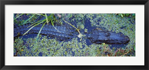 Framed Alligator Swimming in a River, Florida Print