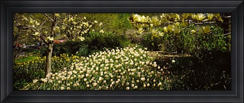 Framed Flowers in Central Park, Manhattan, New York City Print