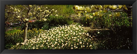 Framed Flowers in Central Park, Manhattan, New York City Print