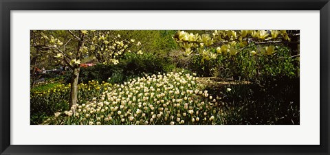 Framed Flowers in Central Park, Manhattan, New York City Print