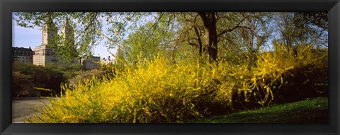 Framed Central Park in spring with buildings in the background, Manhattan, New York City, New York State, USA Print