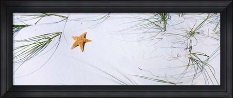 Framed Starfish, Gulf of Mexico Print
