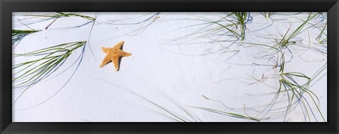 Framed Starfish, Gulf of Mexico Print