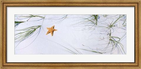 Framed Starfish, Gulf of Mexico Print