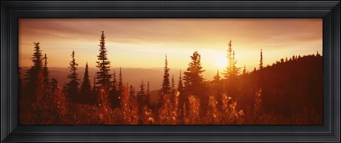 Framed Firweed At Sunset, Montana Print