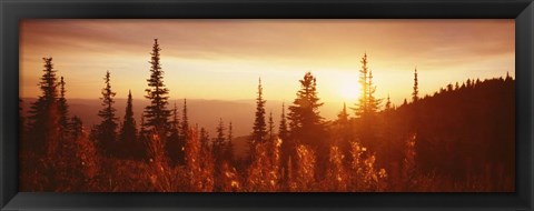 Framed Firweed At Sunset, Montana Print