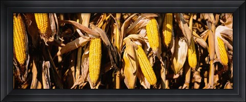 Framed Corn Crop Field, Minnesota Print