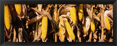 Framed Corn Crop Field, Minnesota Print