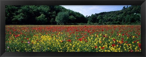 Framed Poppy Field, France Print