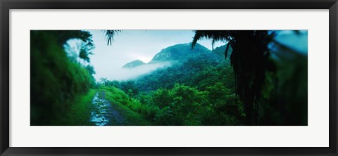 Framed Rainforest in Cayo District, Belize Print