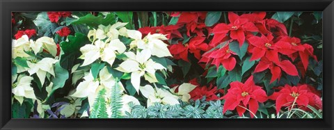 Framed Red And White Poinsettias Print