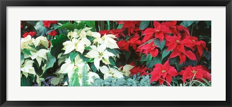 Framed Red And White Poinsettias Print