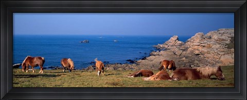 Framed Celtic Horses, Finistere, Brittany, France Print