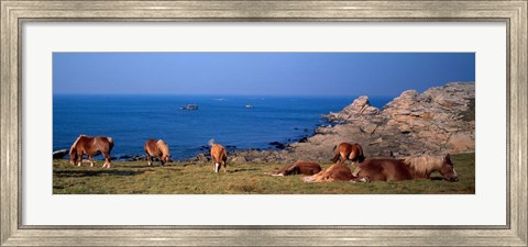Framed Celtic Horses, Finistere, Brittany, France Print