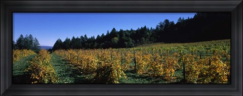Framed Vineyard in Fall, Sonoma County, California Print