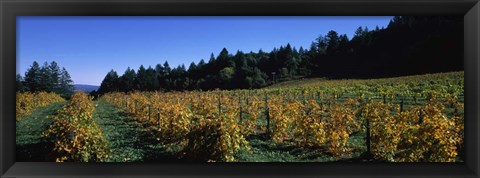 Framed Vineyard in Fall, Sonoma County, California Print