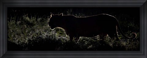 Framed Silhouette of African Lion, Tanzania Print
