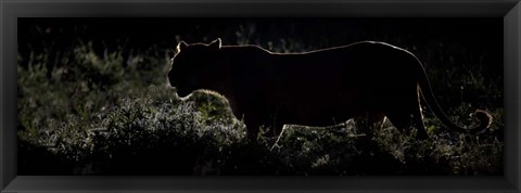 Framed Silhouette of African Lion, Tanzania Print