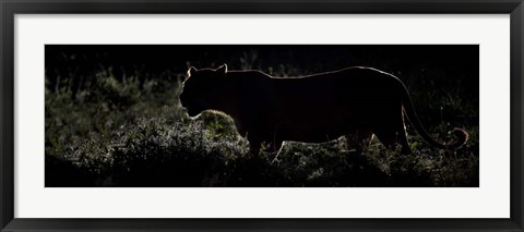 Framed Silhouette of African Lion, Tanzania Print