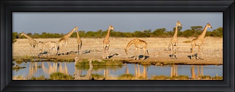 Framed Giraffes, Etosha National Park, Namibia Print