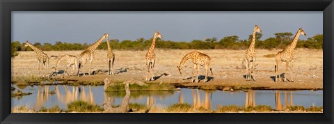 Framed Giraffes, Etosha National Park, Namibia Print