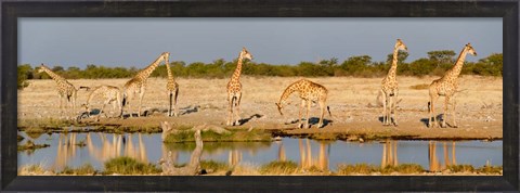 Framed Giraffes, Etosha National Park, Namibia Print