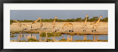 Framed Giraffes, Etosha National Park, Namibia Print