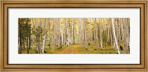 Framed Dixie National Forest, Utah Print
