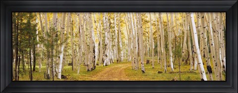Framed Dixie National Forest, Utah Print