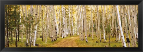 Framed Dixie National Forest, Utah Print