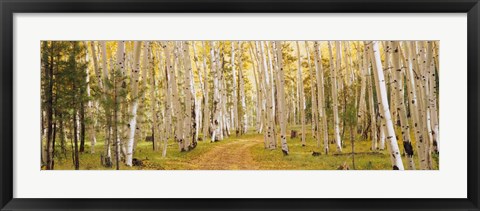 Framed Dixie National Forest, Utah Print