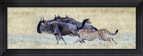 Framed Cheetah Serengeti National Park, Tanzania Print