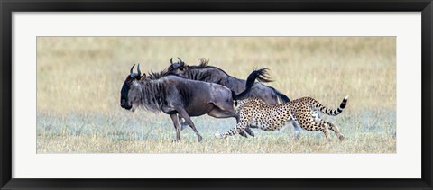 Framed Cheetah Serengeti National Park, Tanzania Print