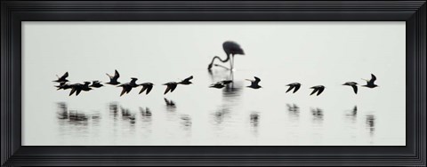 Framed Flamingos, Lake Manyara, Tanzania Print