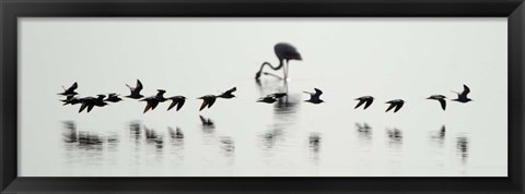 Framed Flamingos, Lake Manyara, Tanzania Print