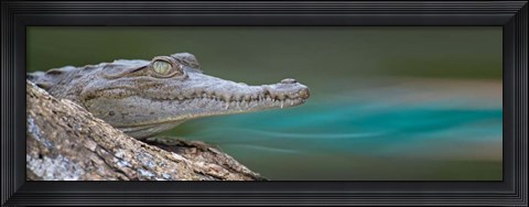 Framed American Crocodile, Costa Rica Print