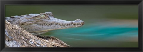 Framed American Crocodile, Costa Rica Print
