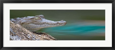 Framed American Crocodile, Costa Rica Print