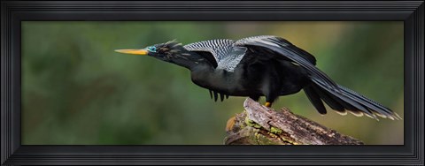 Framed Anhinga, Costa Rica Print