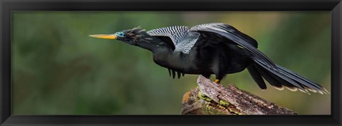 Framed Anhinga, Costa Rica Print
