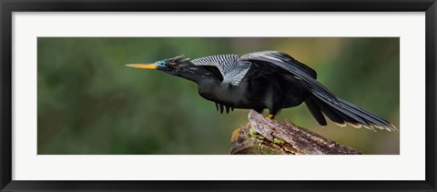 Framed Anhinga, Costa Rica Print