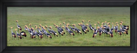 Framed Crowned Crane, Ngorongoro Crater, Tanzania Print