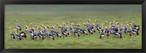 Framed Crowned Crane, Ngorongoro Crater, Tanzania Print