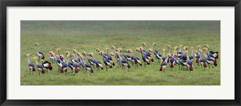 Framed Crowned Crane, Ngorongoro Crater, Tanzania Print
