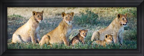 Framed African Lion (Panthera leo) family in a field, Ndutu, Ngorongoro Conservation Area, Tanzania Print