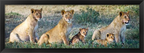 Framed African Lion (Panthera leo) family in a field, Ndutu, Ngorongoro Conservation Area, Tanzania Print