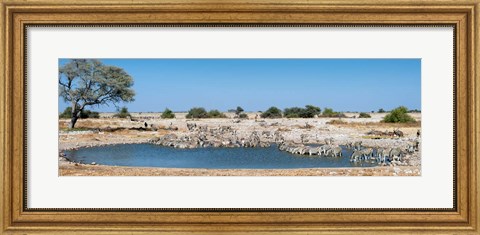Framed Burchell&#39;s Zebras, Etosha National Park, Namibia Print